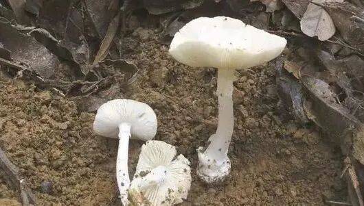 深圳一对夫妻深夜双双入院！一周内12人中招！近期很常见，千万别碰
